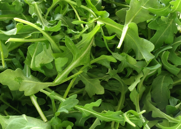 Roquette