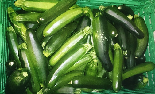 Courgette primeur