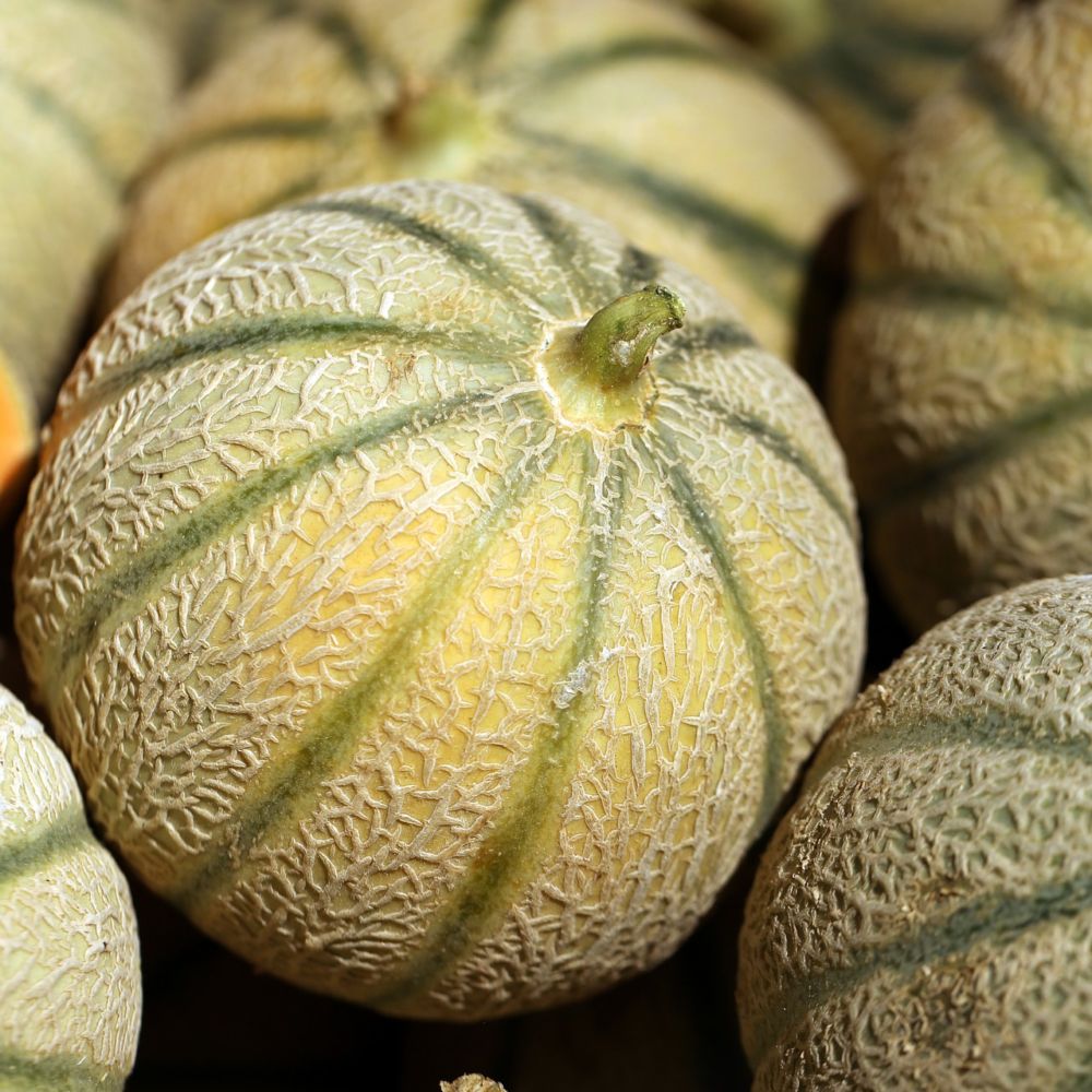 Melon Bio origine: Gaec PIETOMETI