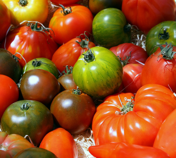 Tomate « goûteuse; variétés dites anciennes »