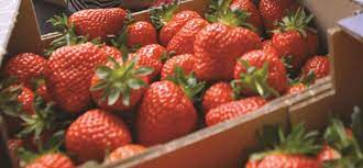 Fraises cagette 3kg