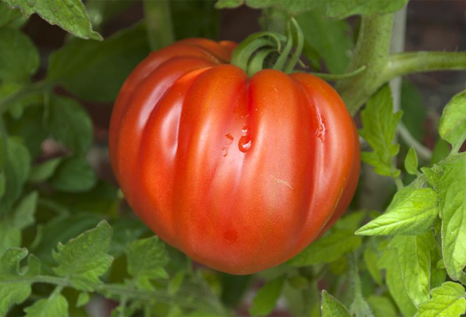 Tomates charnues en colis de 5kg