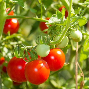 Tomate cerise