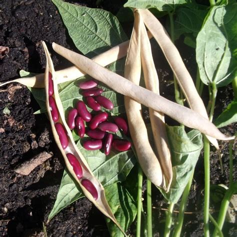 Haricot rouge  demi-sec avec gousse